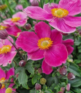 Anemone hupehensis 'Emmy Deep Rose'